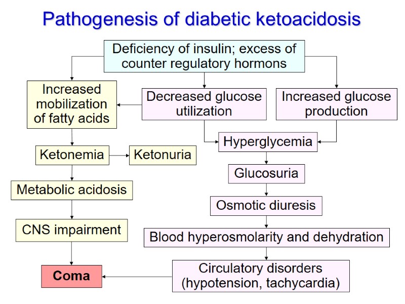 Pathogenesis of diabetic ketoacidosis Deficiency of insulin; excess of counter regulatory hormons Decreased glucose